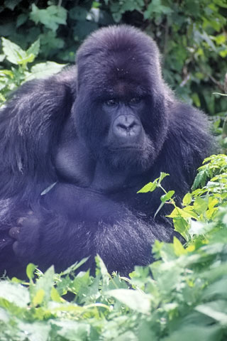 http://www.transafrika.org/media/Bilder Ruanda/gorilla afrika.jpg